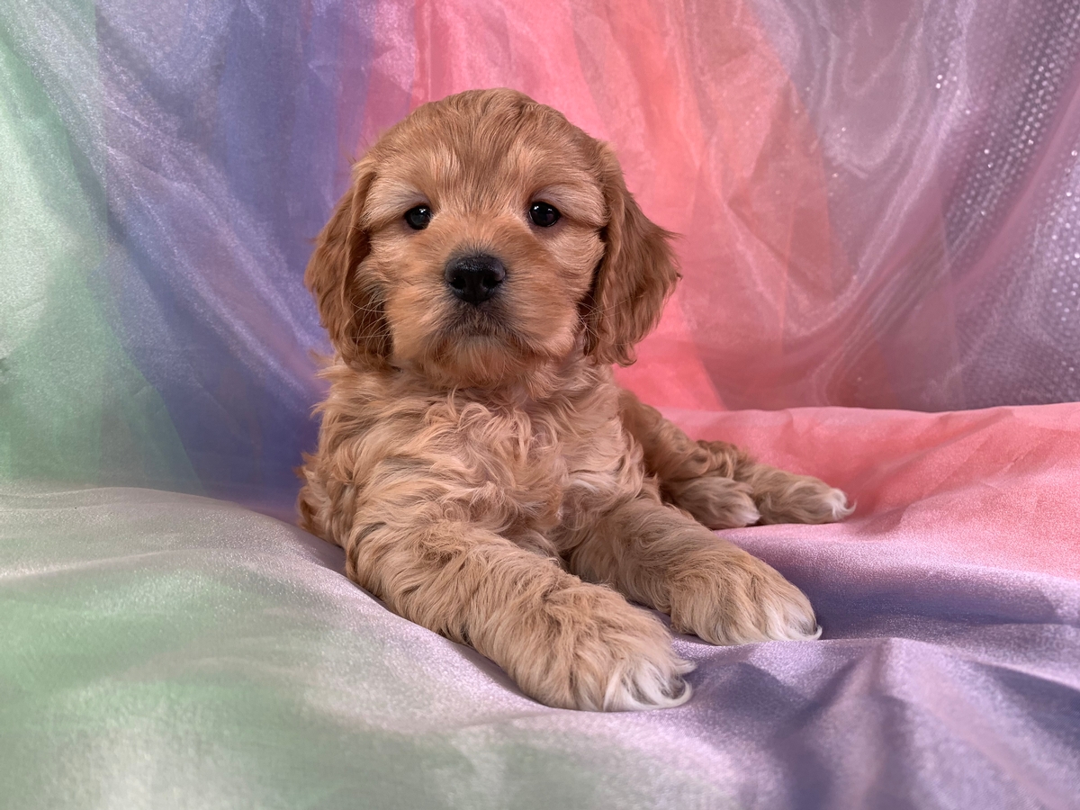 Apricot and White Female F1 Cockapoo Puppy for Sale, DOB 10-26-2021 $1200